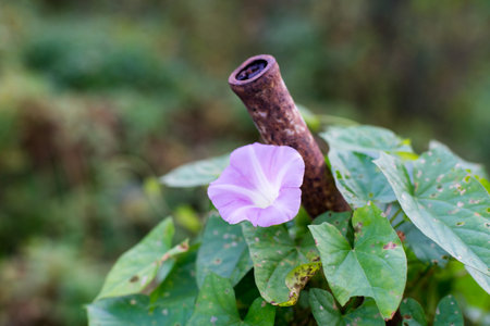 Close up view of convulvulus flower on pole of old rusted fence 