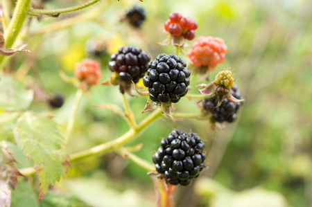 Close up view of fresh blackberries growing upの写真素材