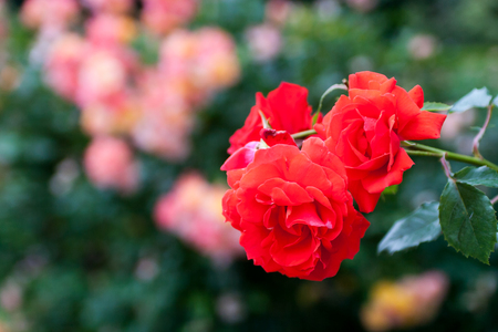 Bush of fresh roses in a landscape parkの写真素材