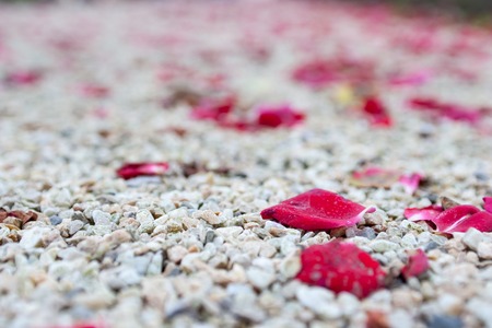 Abstract background of rose petals lying on yellow gravelの写真素材