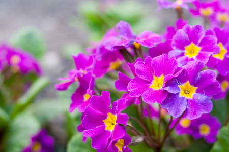 Close up image of small violet flowers in springの写真素材
