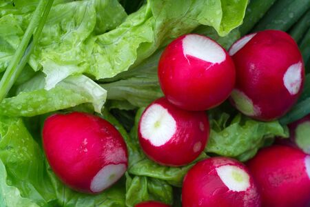 Close up image of fresh grown horse radish and lettuceの写真素材
