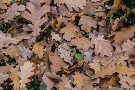 Fallen oak leaves on the lawn