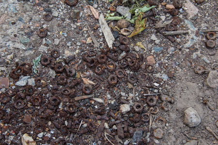 Rusty bolts and nuts lying on the ground.の写真素材