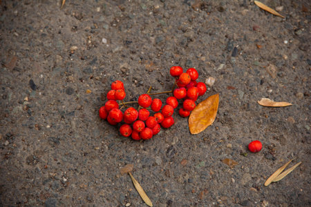 Red mountain ash berries are lying on the asphalt.