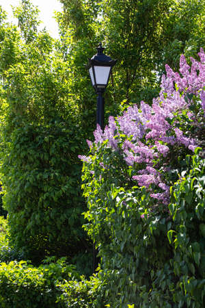 Street lamp in the park among the lilac bushes.の写真素材
