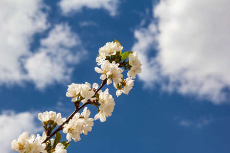 Apple branches with white flowers on the background of a blue sky with clouds.の写真素材