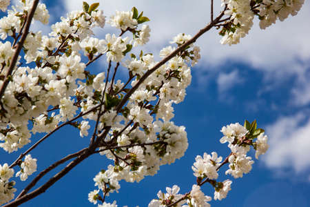 Apple branches with white flowers on the background of a blue sky with clouds.の写真素材