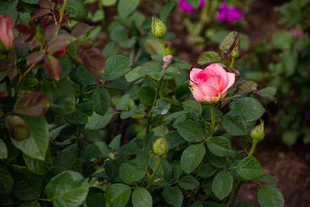 Blooming pink roses on the lawn, against the background of other flowers and leaves.の写真素材