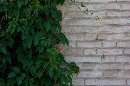 Climbing ivy twining around a white brick wall.の写真素材