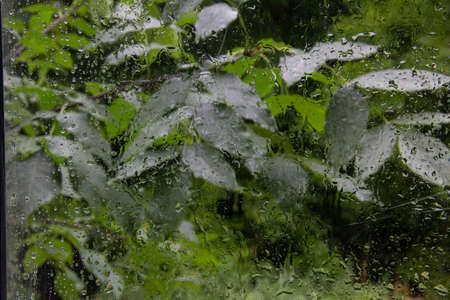 Green leaves through wet glass during rain.の写真素材