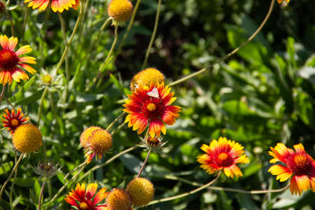 Red and yellow blooming flowers on a background of green stems and grass.の写真素材