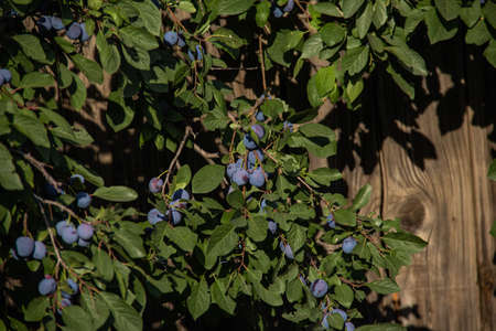 Ripe plum fruits on the branches among the foliage.の写真素材