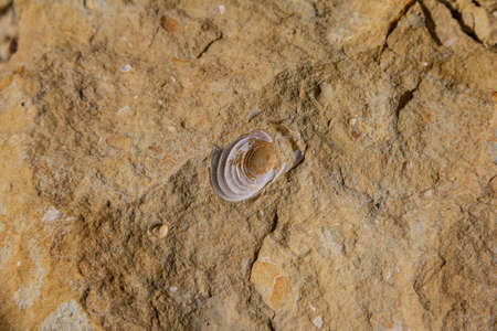 An imprint of a prehistoric mollusk in stone.の写真素材