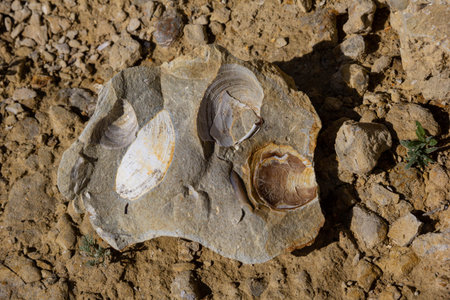 An imprint of a prehistoric mollusk in stone.の写真素材