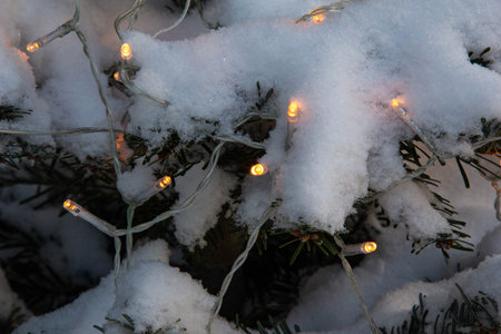 Burning garlands on spruce branches covered with snow.の写真素材