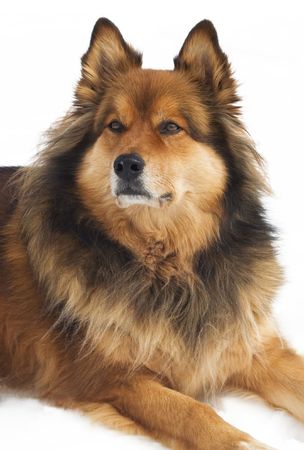 Isolated dog portraitの写真素材