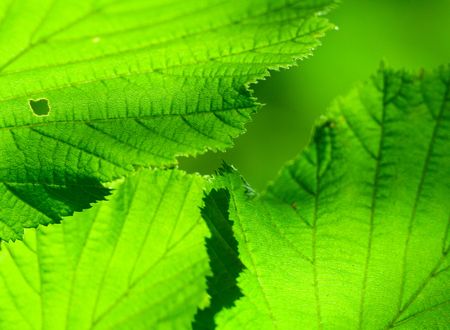 Hazelnut leafs in nature in spring close up textureの写真素材