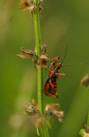 Red black spyder close up on a straw in forest in summer