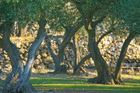 olive tree in olive plantation in croatiaの写真素材