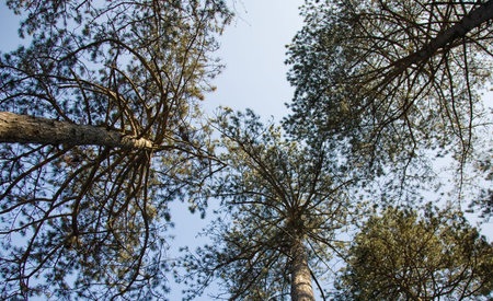 pine tree branches upward the blue sky in pine forest