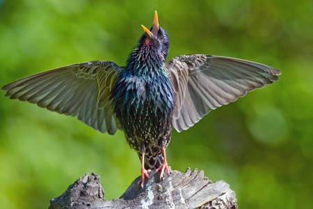 Starling singingの写真素材