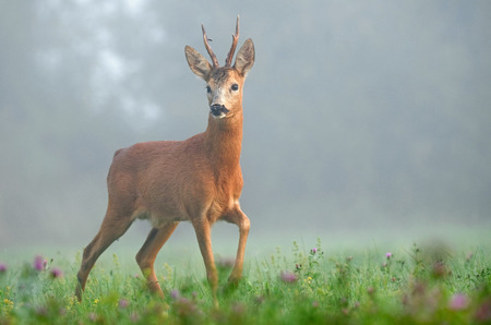 Roe deer in the morning fogの写真素材