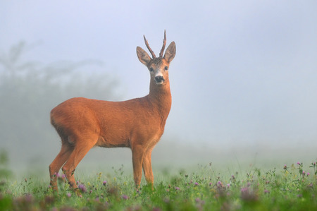 Roe deer in the morning fogの写真素材