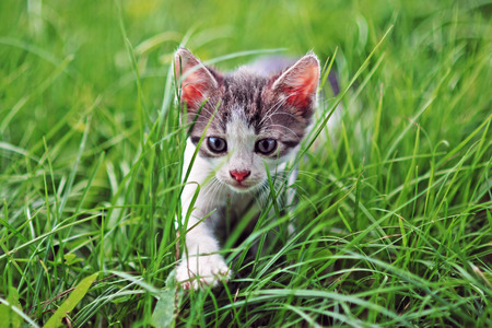 Kittenの写真素材