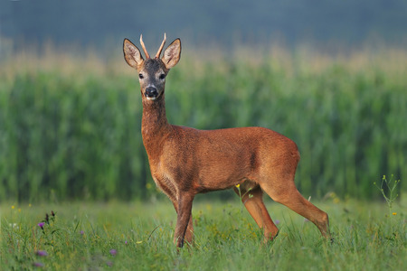 Roe deerの写真素材