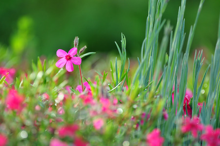 Purple flowerの写真素材