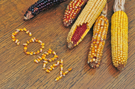 Cornの写真素材