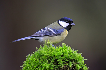 Great tit on a mossの写真素材