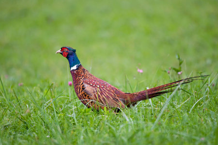 Pheasant