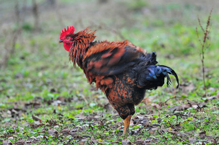 Cock shaking it s featherの写真素材