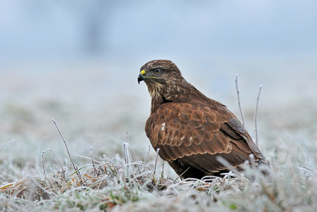 Common buzzard on a frosty fieldの写真素材