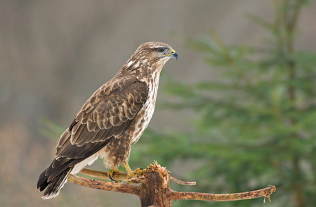 Common buzzardの写真素材