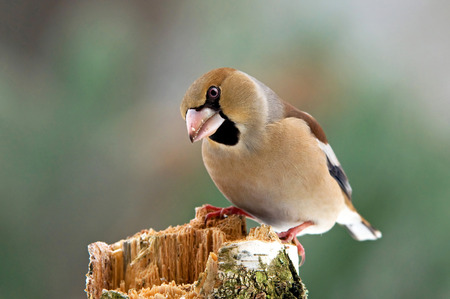 Hawfinchの写真素材