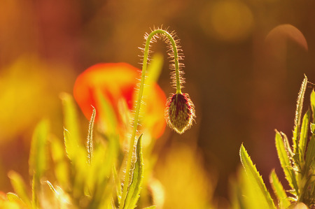 Poppy close upの写真素材