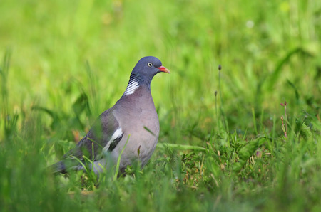 Common wood pigeonの写真素材
