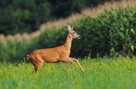 Roe deer runningの写真素材