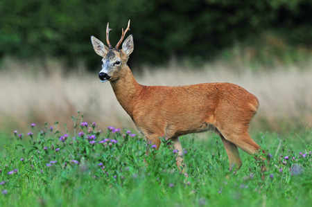 Roe deerの写真素材