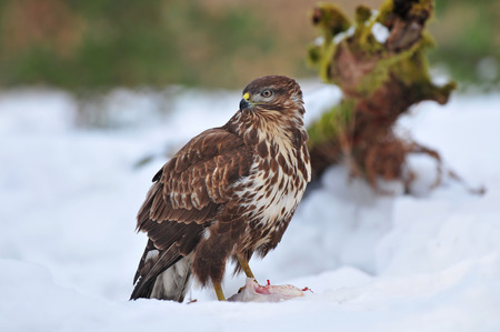 Common buzzard feedingの写真素材
