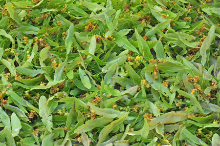 Linden flowers drying in the sunの写真素材