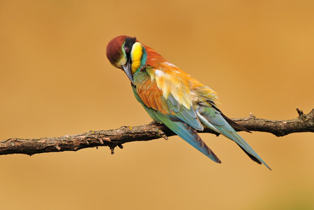 Bee eater cleaning it s featherの写真素材