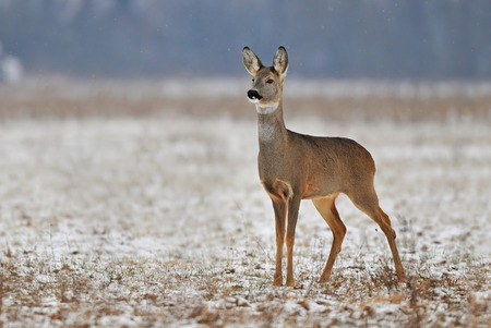 Roe deer in winterの写真素材
