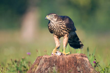 Juvenile northern goshawk with mouseの写真素材