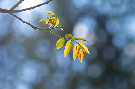 Nature backgrounds - back lit yellow leaves on blue background の写真素材