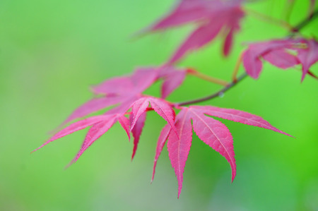 Nature backgrounds - purple leaves on green background with shallow dofの写真素材