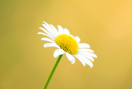 Nature backgrounds - daisy on a yellow backgroundの写真素材